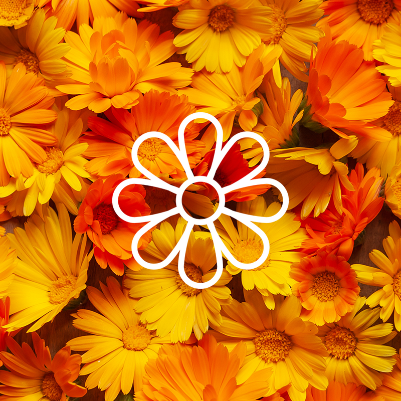 Calendula